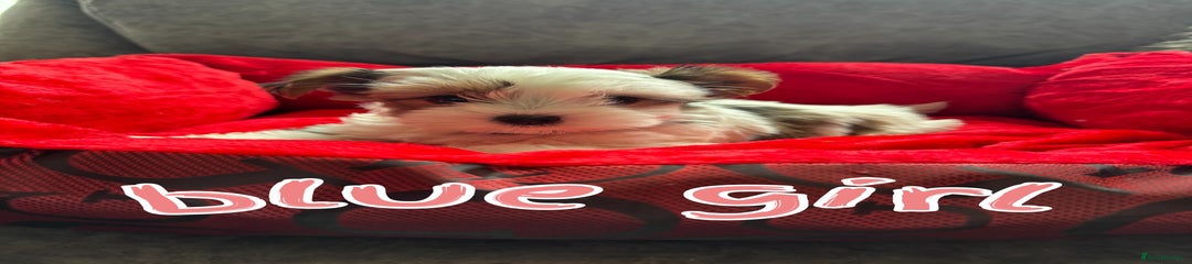 Biewer Terrier Puppy 3