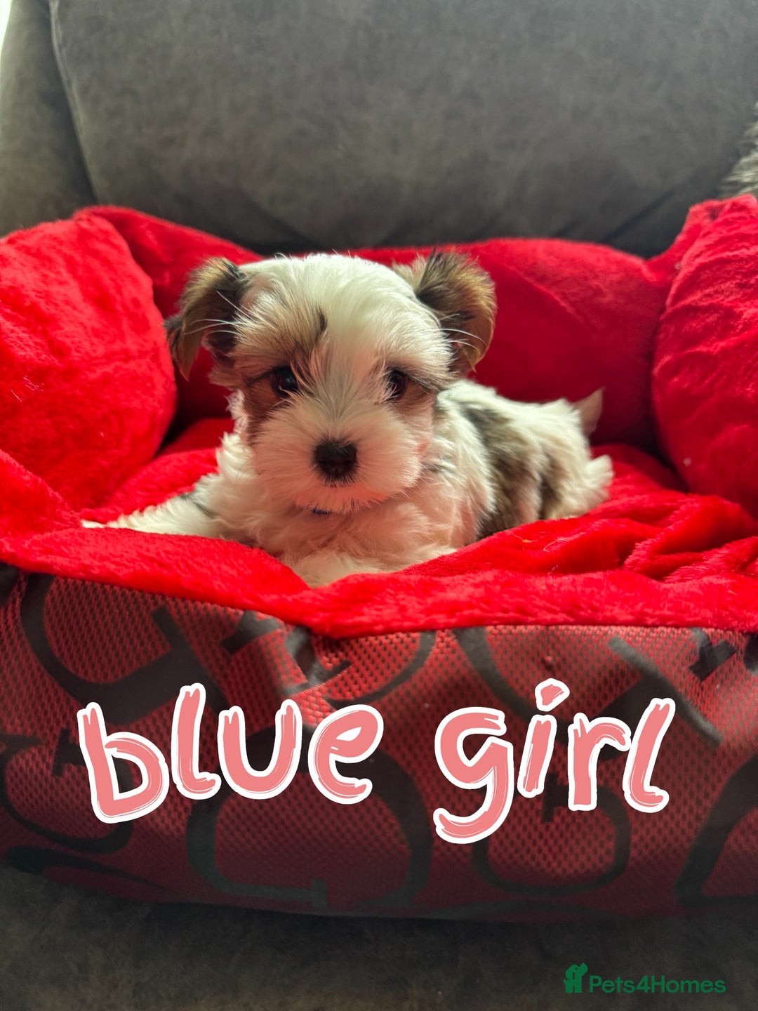 Biewer Terrier dogs for sale: beautiful pups  - Image 3