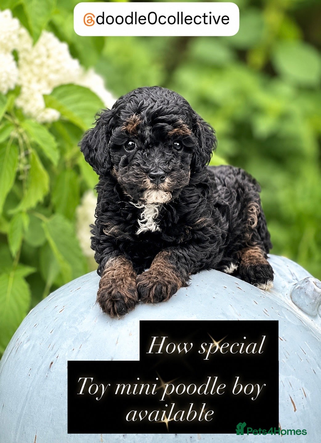Toy Poodle dogs Stunning toy poodles  - Advert 1