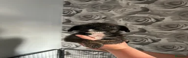 Puppy 3