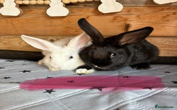 Mini Lop rabbits for sale: 2 beautiful mix breed sisters  - Image 9