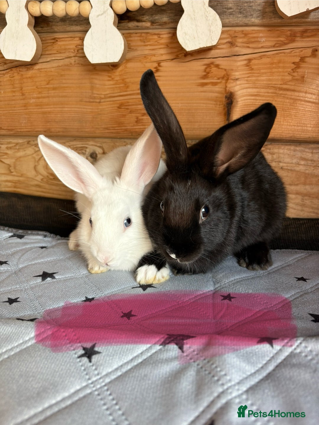 Mini Lop rabbits for sale: 2 beautiful mix breed sisters  - Image 9