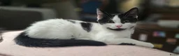 Turkish Angora cats for sale: Black pearl girl and charming boy waiting for you. - Advert 17