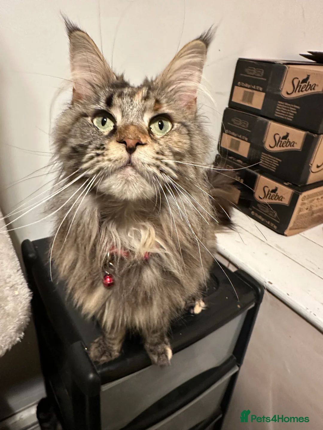 Maine Coon cats for sale: Pure breed Maincoon  - Advert 4