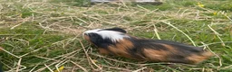 Guinea Pig rodents for sale: Beautiful guinea pigs  - Advert 5