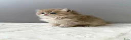 British Longhair cats for sale: Champion lines Golden British Longhairs - Advert 8