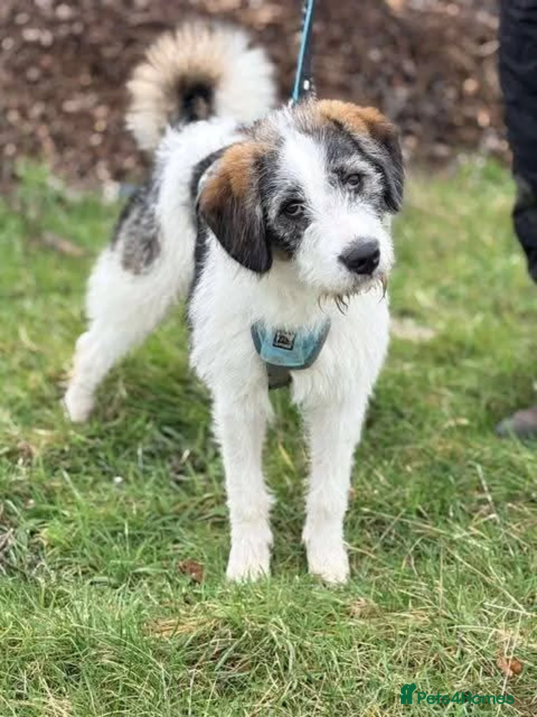 Mixed Breed dogs for adoption: Meet Ash, currently residing in Essex  - Advert 3