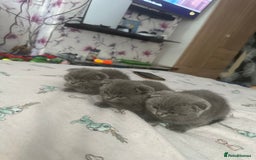 Scottish Fold cats for sale: Scottish fold - Image 10