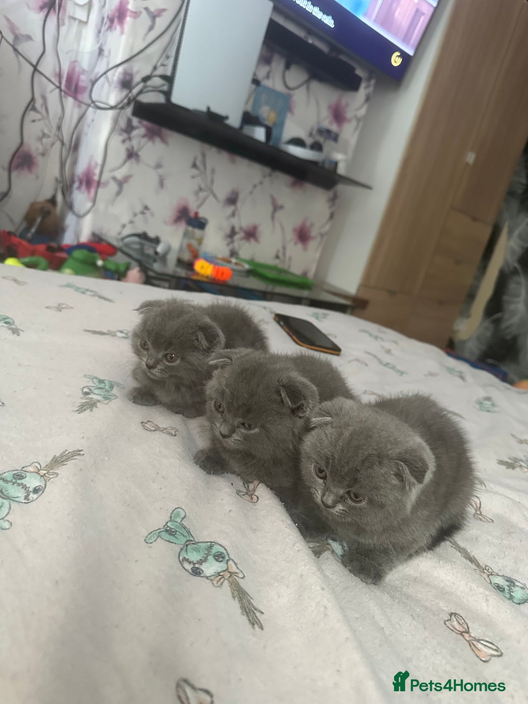 Scottish Fold cats for sale: Scottish fold - Image 10