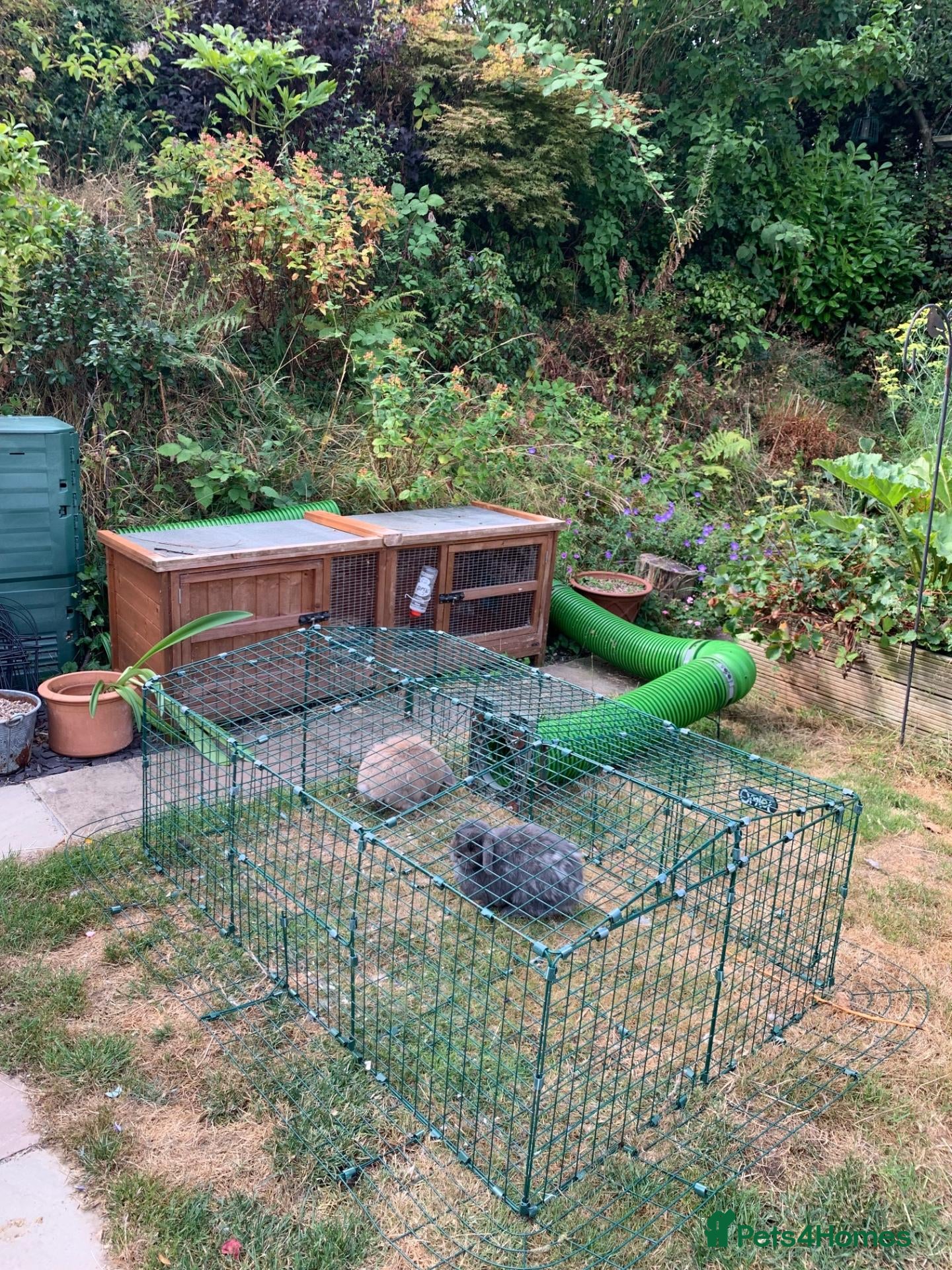 Mini Lop rabbits Betty & Pam - urgently need a new home with grass! - Advert 2