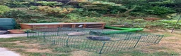 Mini Lop rabbits for sale: Betty & Pam - urgently need a new home with grass! in Warrington - Advert 2