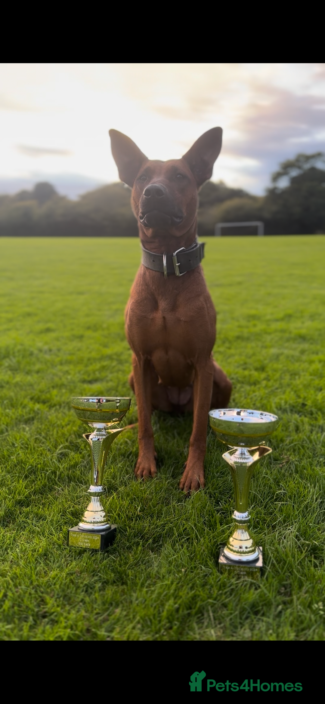 Dobermann dogs for sale: F1b Working Dobermann Puppies  - Image 7