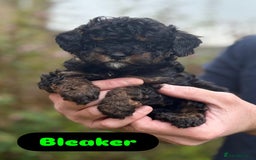 Cavapoo dogs for sale: 2 adorable male Cavapoo Puppies ! 🐾 - Image 3