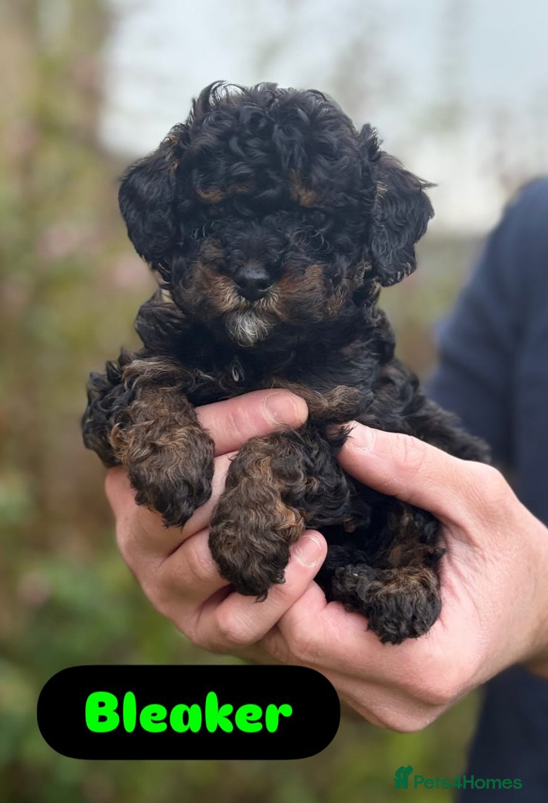 Cavapoo dogs for sale: 2 adorable male Cavapoo Puppies ! 🐾 - Image 3