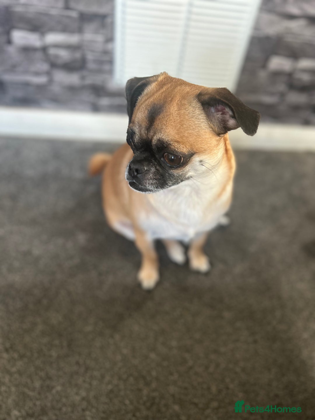 Chug dogs for sale: Winston - Chug - Advert 2