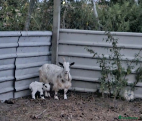 Goats livestock Pygmy goat - Advert 9