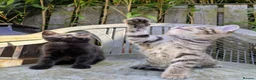 Bengal cats for sale: Brown Bengal boys and black melanistic girl  - Advert 6