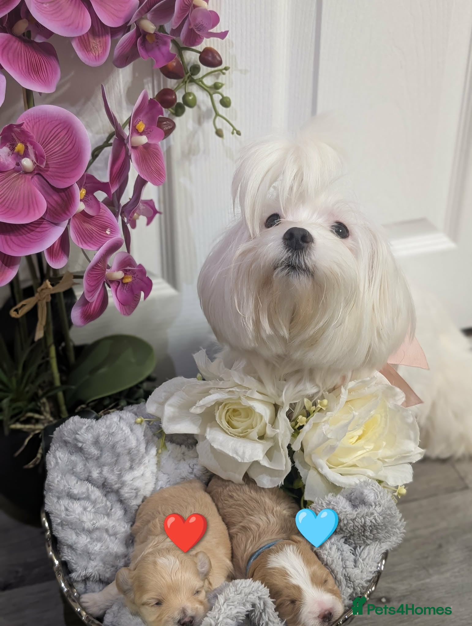 Maltipoo dogs 💫EXCEPTIONAL LUXURY F1 MALTIPOO PUPPIES🩷🩵🩷 - Advert 10