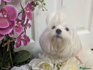 Maltipoo dogs 💫EXCEPTIONAL LUXURY F1 MALTIPOO PUPPIES🩷🩵🩷 - Advert 10