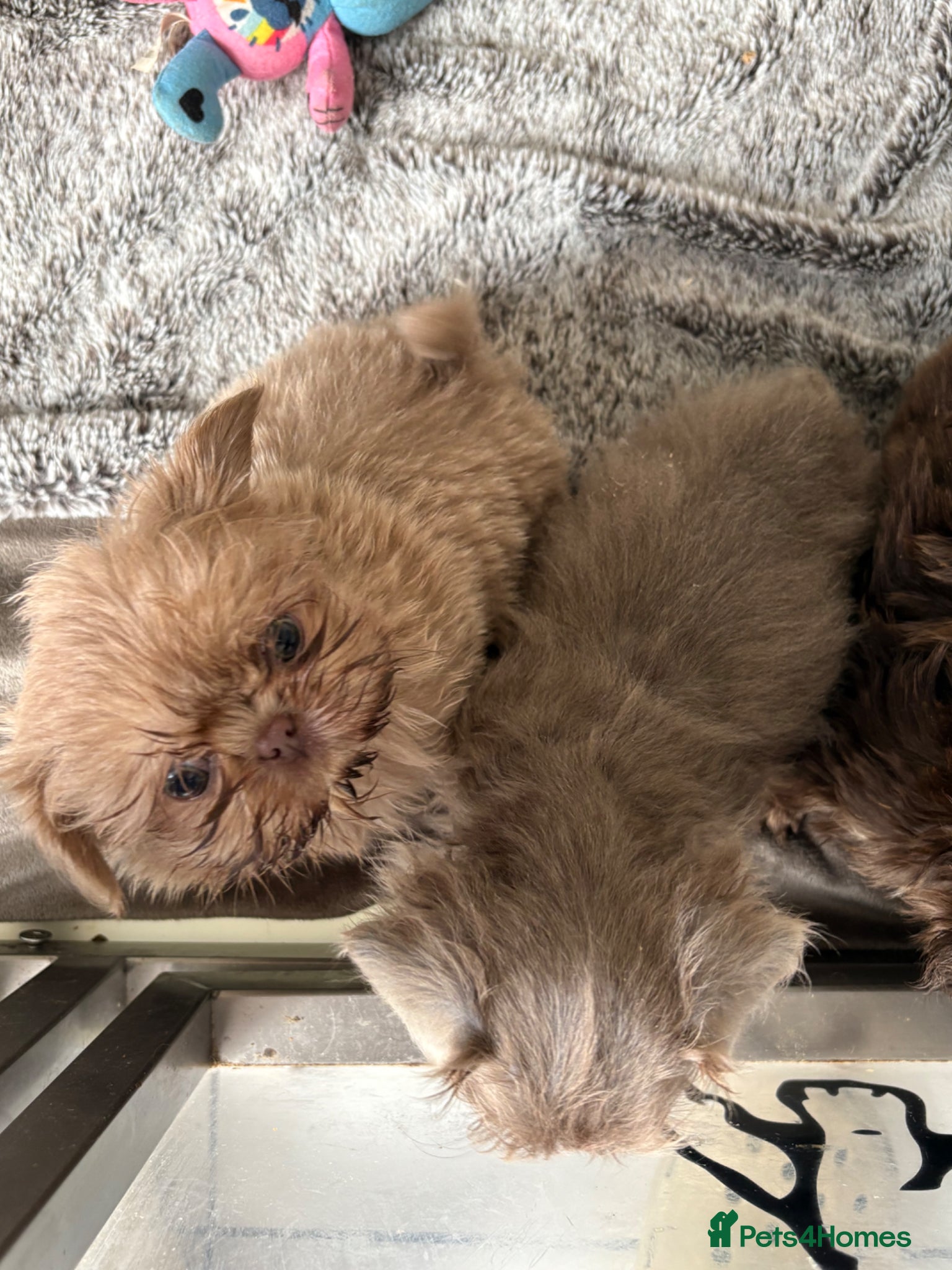 Shih Tzu dogs Beautiful imperial Shihzu puppies mix of colours  - Advert 2