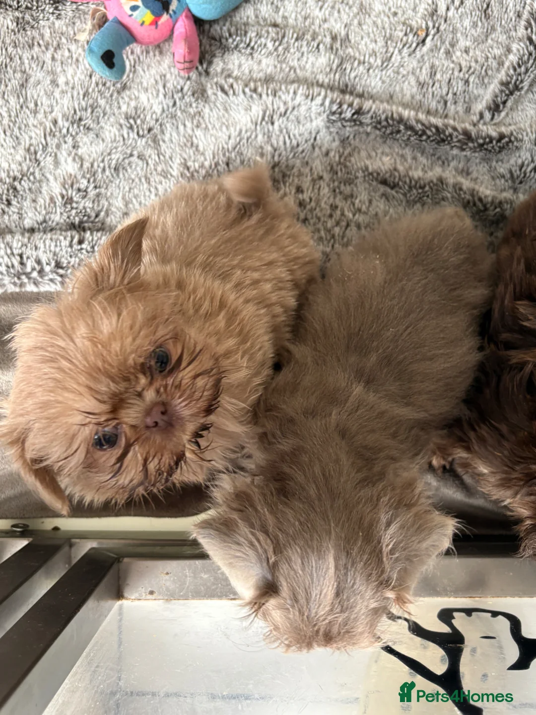 Shih Tzu dogs for sale: Beautiful imperial Shihzu puppies mix of colours  - Advert 2