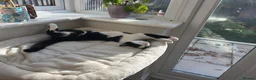 Domestic Shorthair cats for sale: Tuxedo 7 month Cat Boy For Sale  - Advert 5