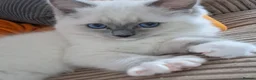 Ragdoll cats for sale: LAST ONE !!! GCCF registered Ragdoll GIRL  - Advert 5