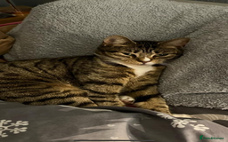 Mixed Breed cats for sale: Lovely natured bengal x tabby girl  - Image 2