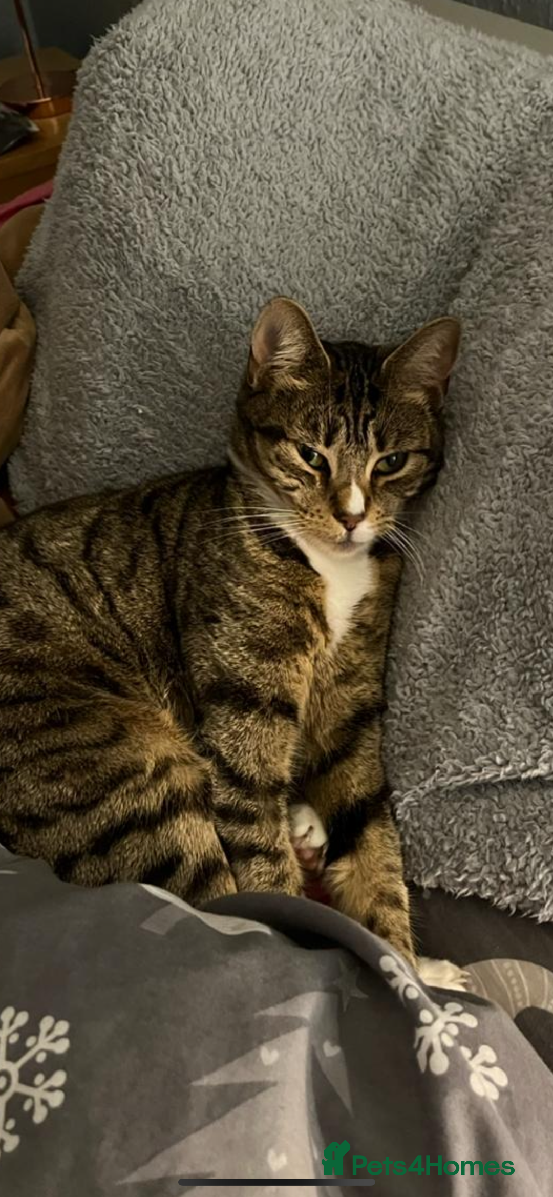Mixed Breed cats for sale: Lovely natured bengal x tabby girl  - Image 2