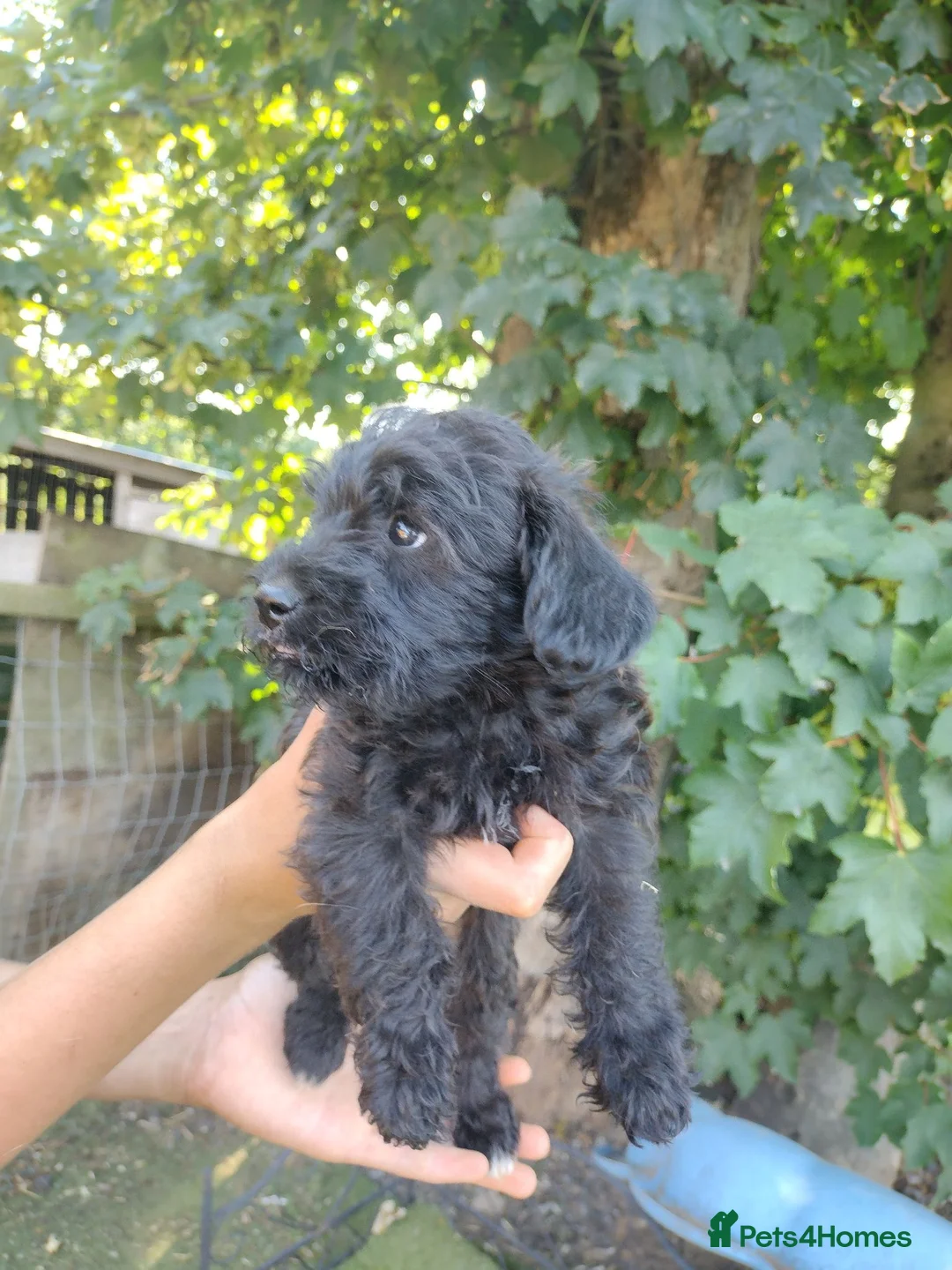 Mixed Breed dogs for sale: Poodle X shih zu/ jack Russell. - Advert 2
