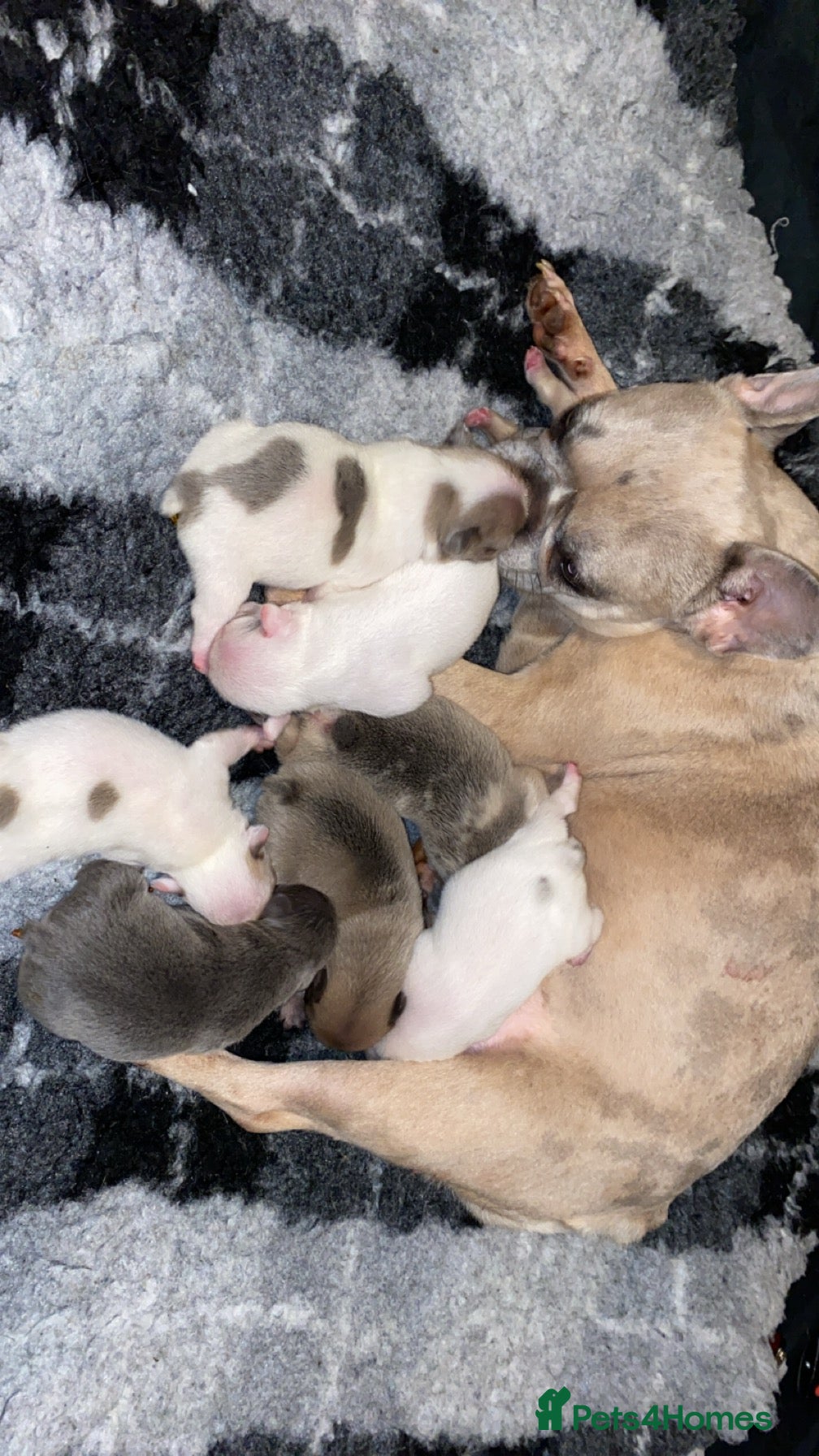 French Bulldog dogs  **  boy!  - Advert 10