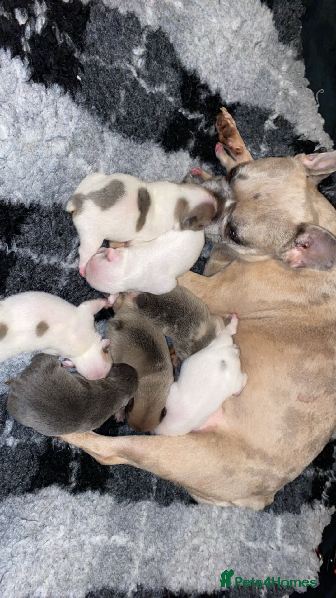 French Bulldog dogs for sale: True type frenchie puppies  - Advert 9