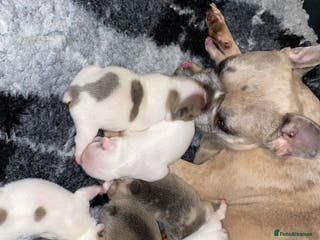 French Bulldog dogs ** boy! - Advert 16