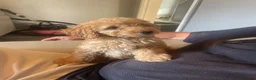 Cockapoo dogs for sale: Beautiful F1 cockapoos - Advert 5