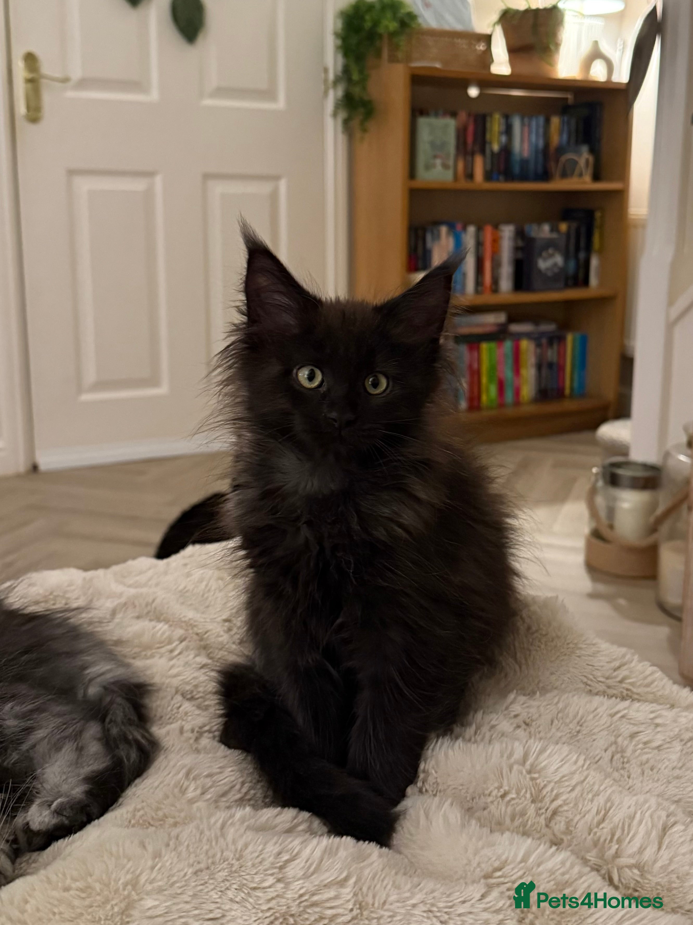 Maine Coon cats Maine coon kittens - Advert 2