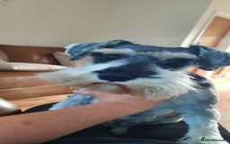 Miniature Schnauzer dogs for sale: KC REG MINI SCHNAUZER MAC AND EYE TESTED - Image 1
