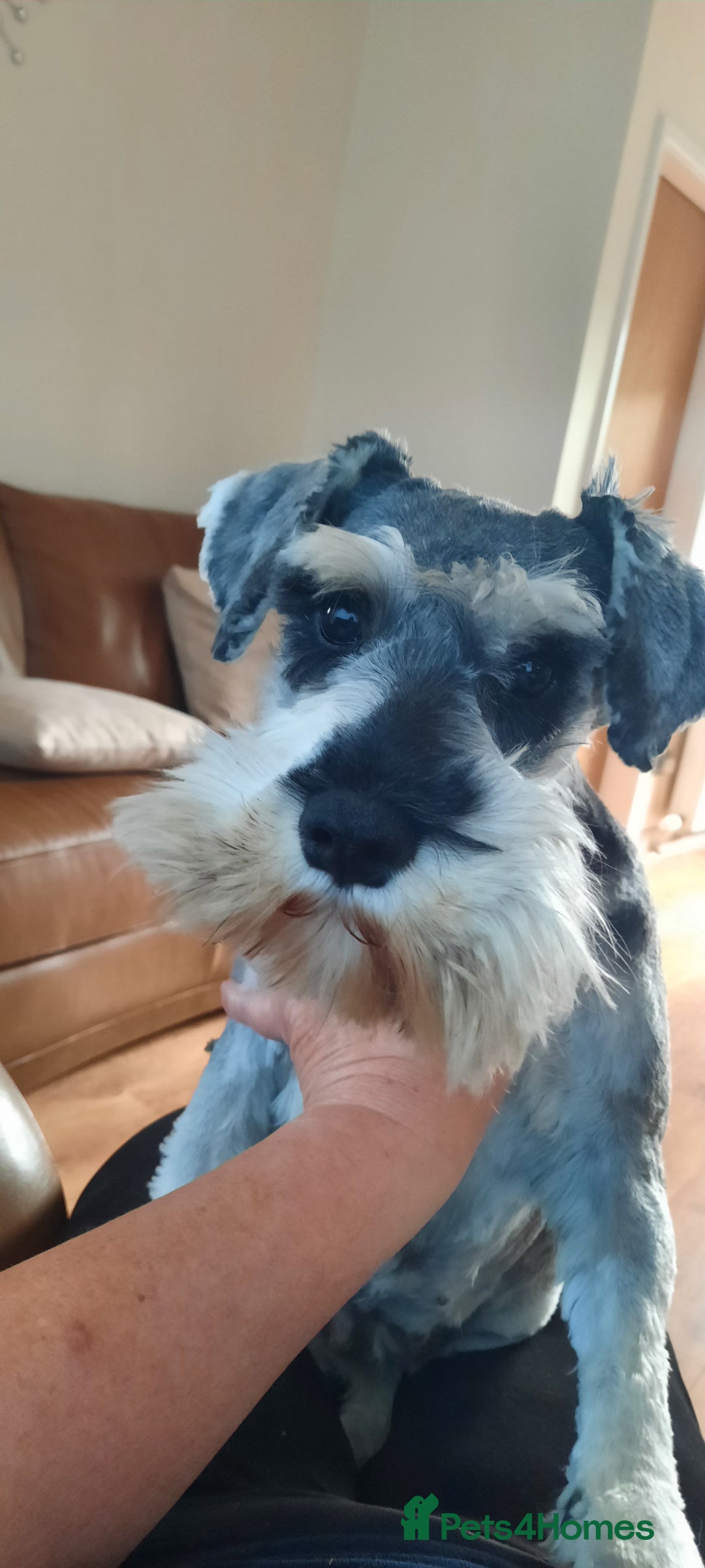 Miniature Schnauzer dogs for sale: KC REG MINI SCHNAUZER MAC AND EYE TESTED - Image 1