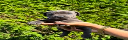 Cane Corso dogs for sale: Cane Corso puppies - Advert 15