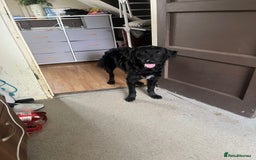 Mixed Breed dogs for sale: Elegant Espresso ☕ - Image 9