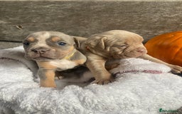 Dorset Olde Tyme Bulldogge dogs for sale: N.E.B.B.R fluffy carriers olde tyme bulldogs - Image 12