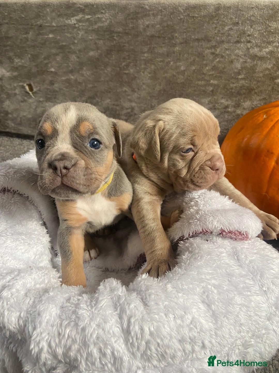 Dorset Olde Tyme Bulldogge dogs for sale: N.E.B.B.R fluffy carriers olde tyme bulldogs - Image 12