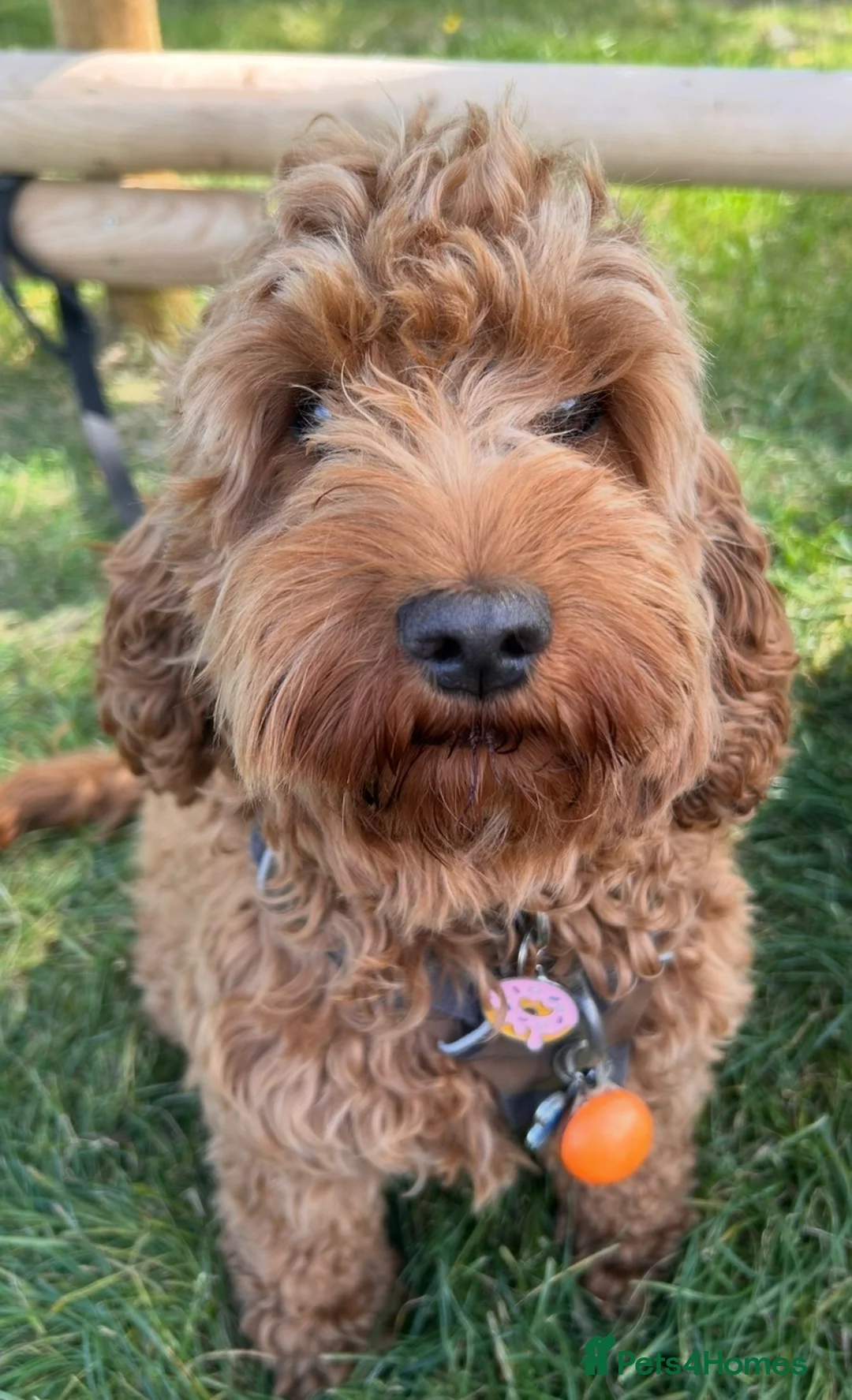 Cockapoo dogs for sale: Beautiful litter of cockapoos from family pets.  - Advert 2