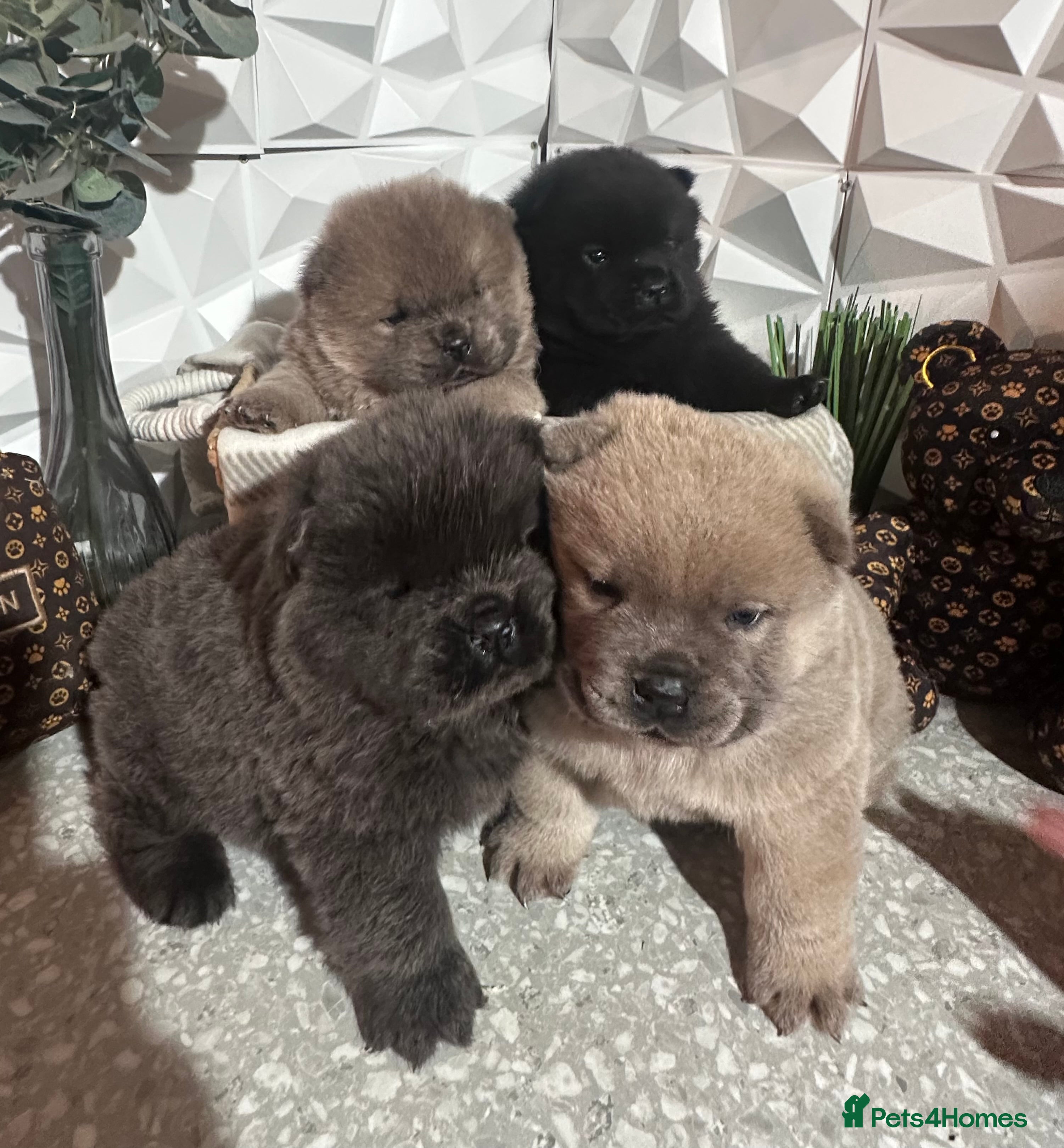 Chow Chow dogs 4 stunning pedigree chow chow puppies  in Walsall - Advert 2