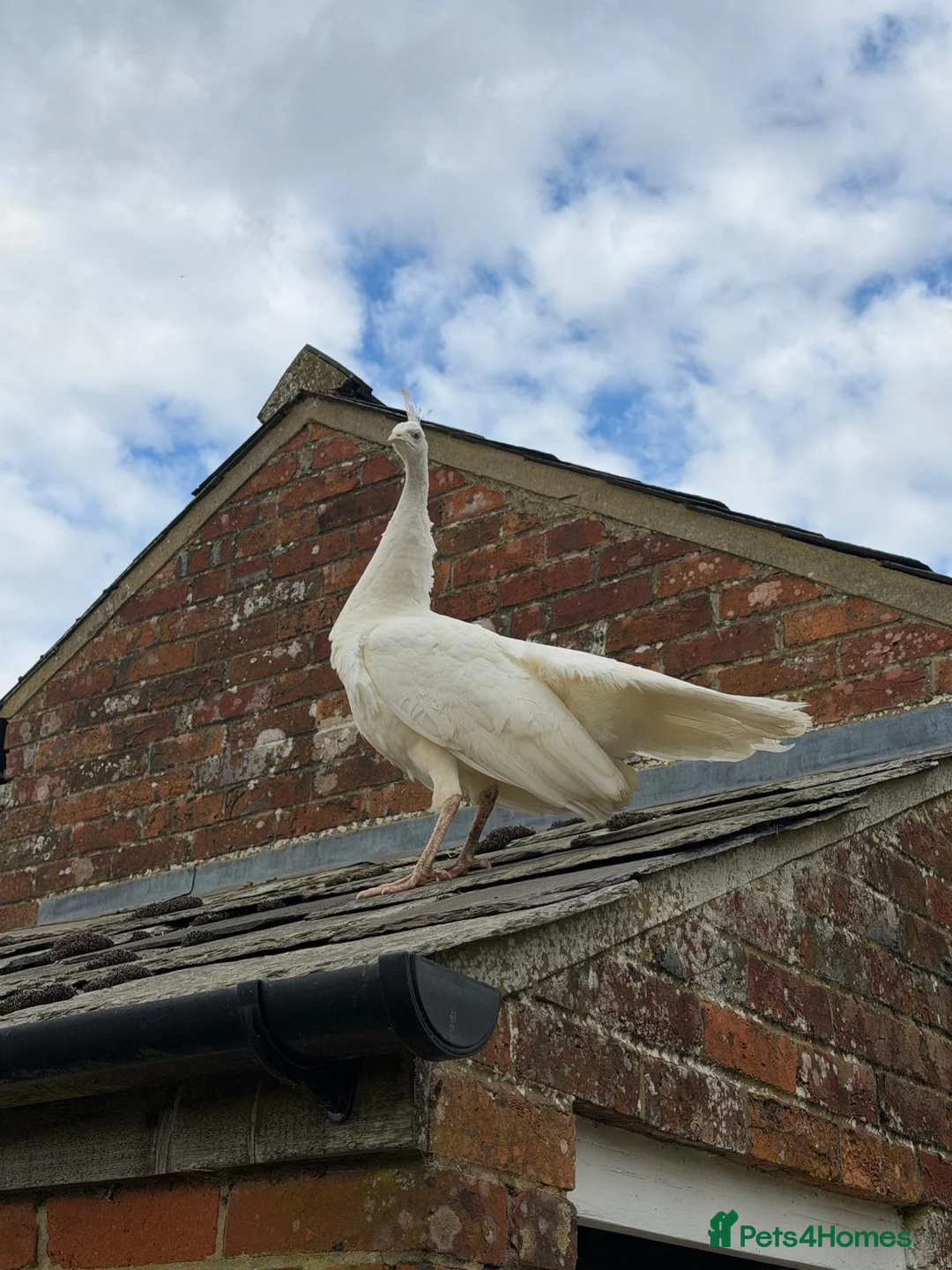 Peafowl poultry for sale: A beautiful pair of white peafowl  - Advert 2