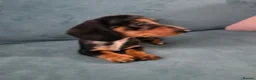Miniature Dachshund dogs for sale: Mini Dachshund Girl - Advert 4