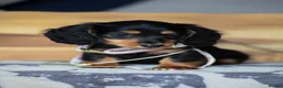Miniature Dachshund dogs for sale: EXCEPTIONAL PEDIGREE MINIATURE LONGHAIRED PUPPIES - Advert 9