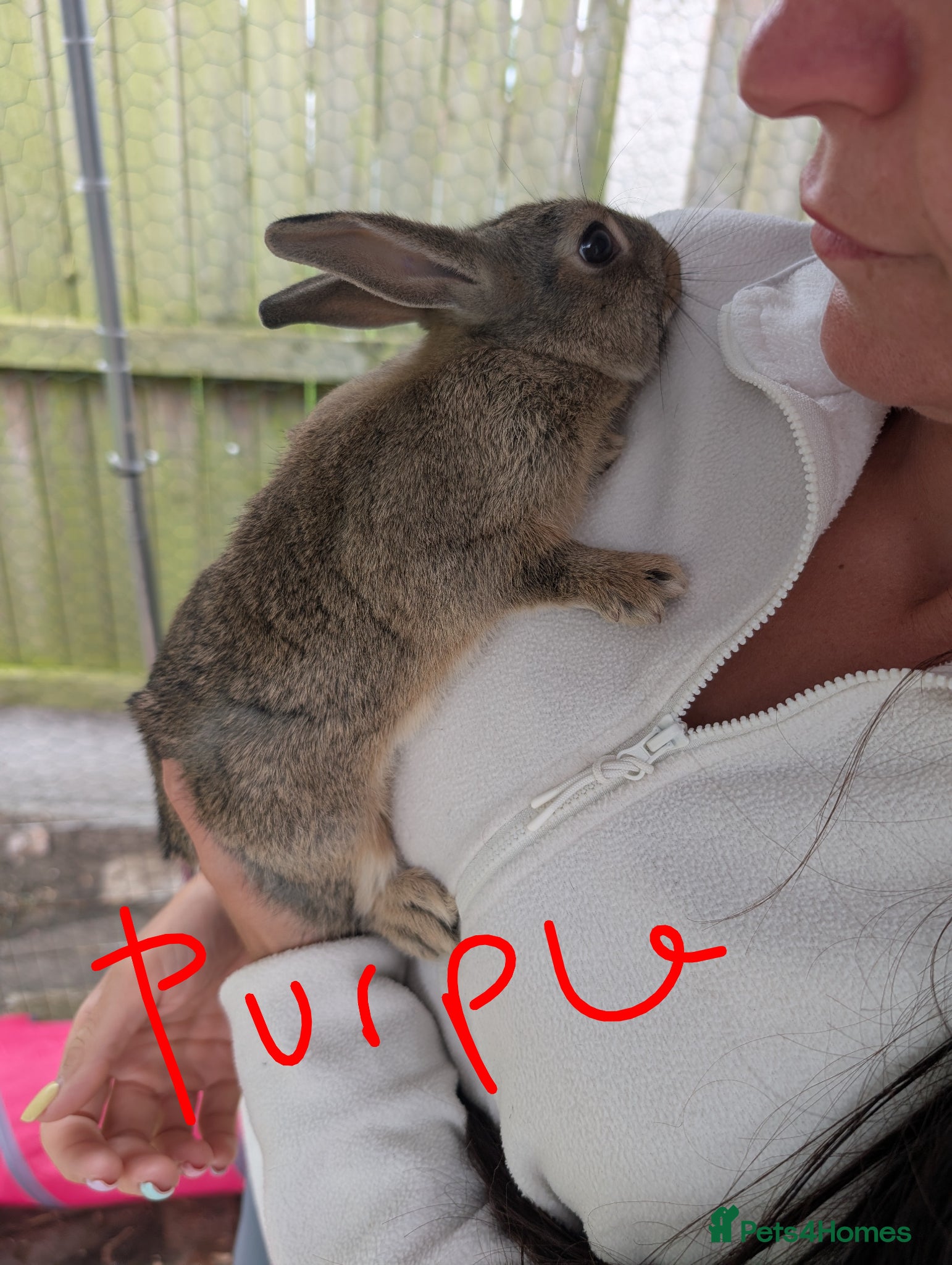 Mixed Breed rabbits for sale: Baby rabbits  - Advert 8