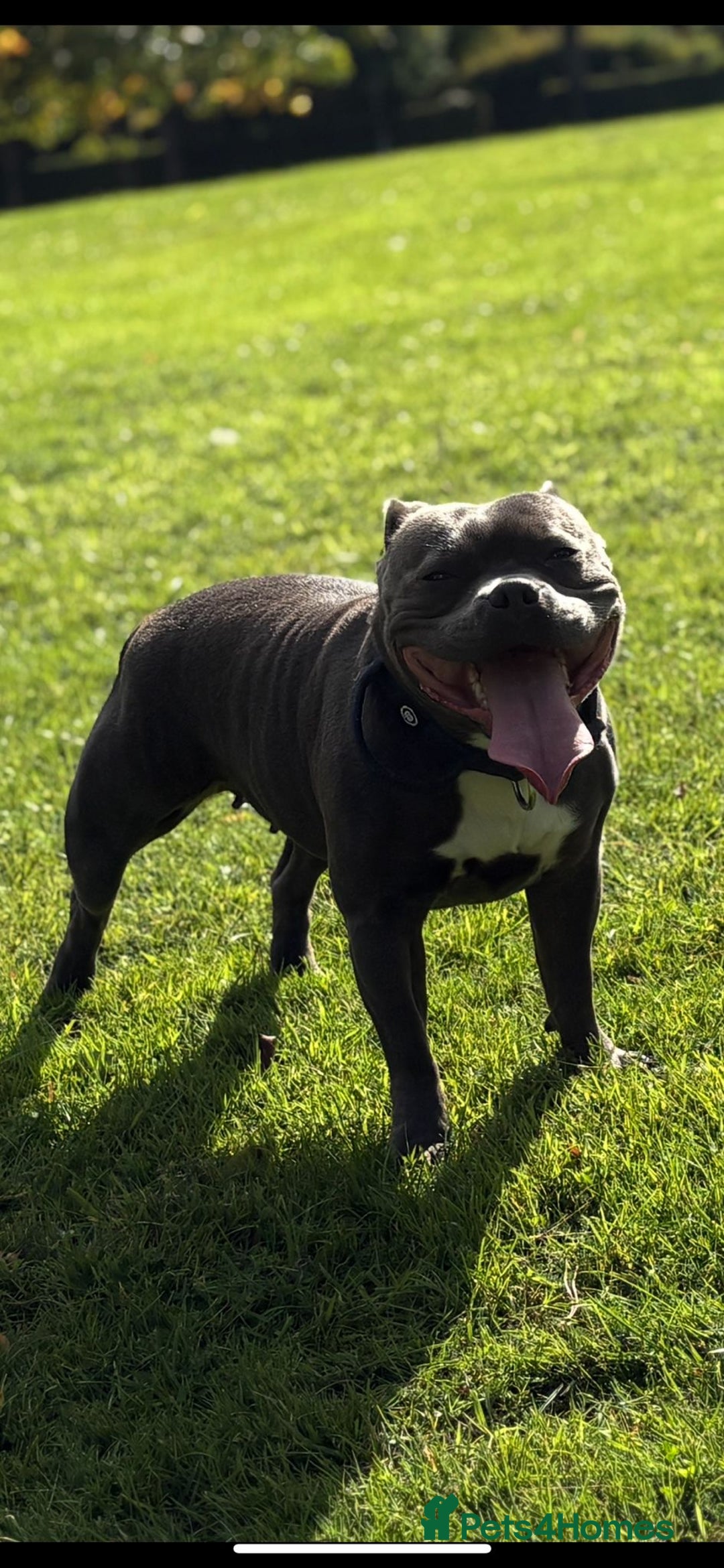 Staffordshire Bull Terrier dogs for sale: Champion Bloodline Stafforshire Bull Terrier Pups - Advert 1