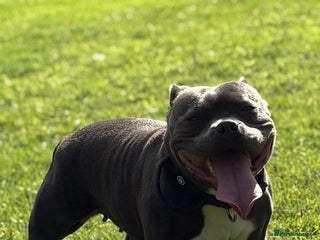 Staffordshire Bull Terrier dogs Champion Bloodline Stafforshire Bull Terrier Pups - Advert 6