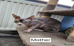Sphynx cats for sale: REDUCED Ready now quality Tica canadian sphynx - Image 23